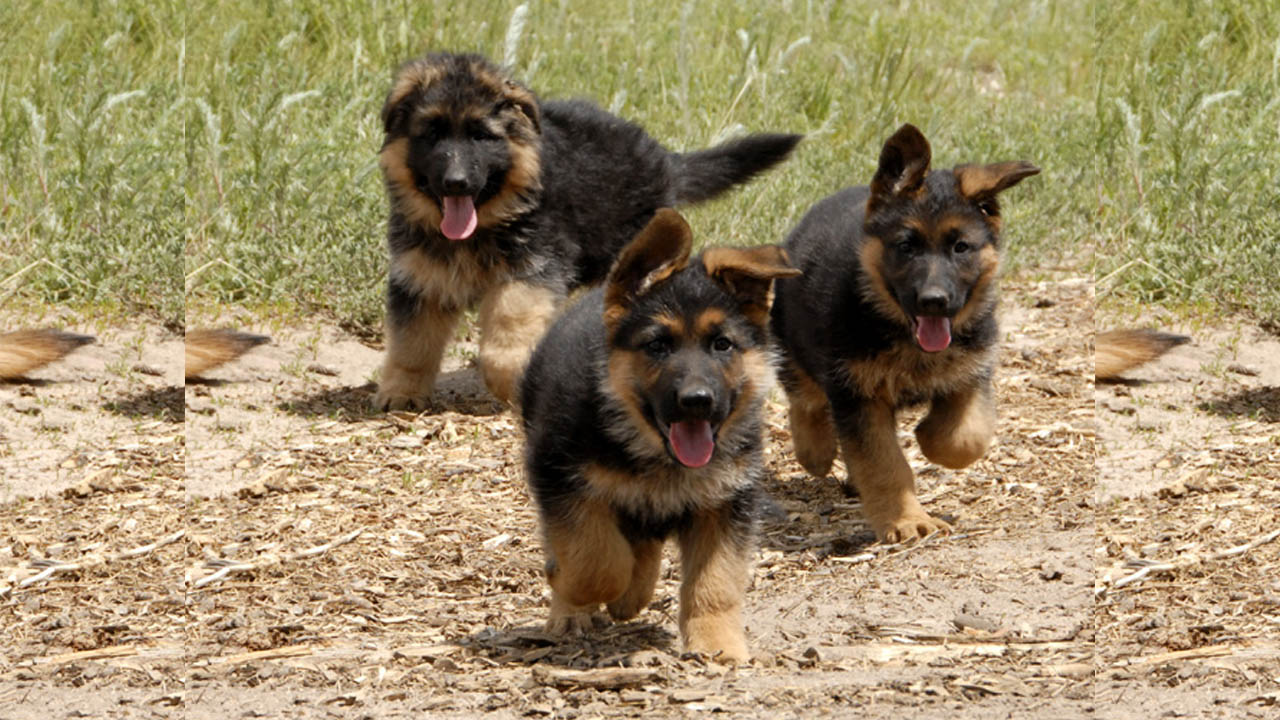 German shepherd puppies dog for sale in chandigarh