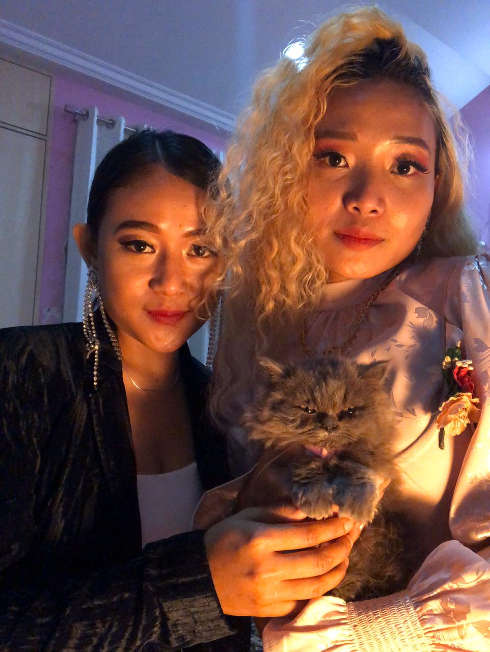 kitten for sale
