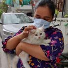 kitten for sale