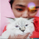 kitten for sale