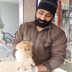 kitten for sale