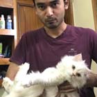 kitten for sale