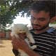 kitten for sale