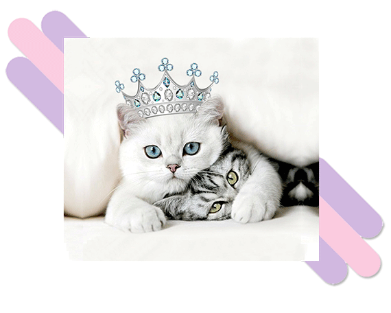my-kitten-site