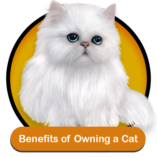 kitten for sale