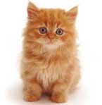Cats For Sale in Mumbai