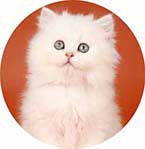 cats for sale