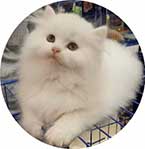 persian cat for sale