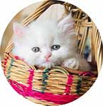 persian cat for sale