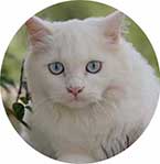 Persian cat for sale in Bangalore