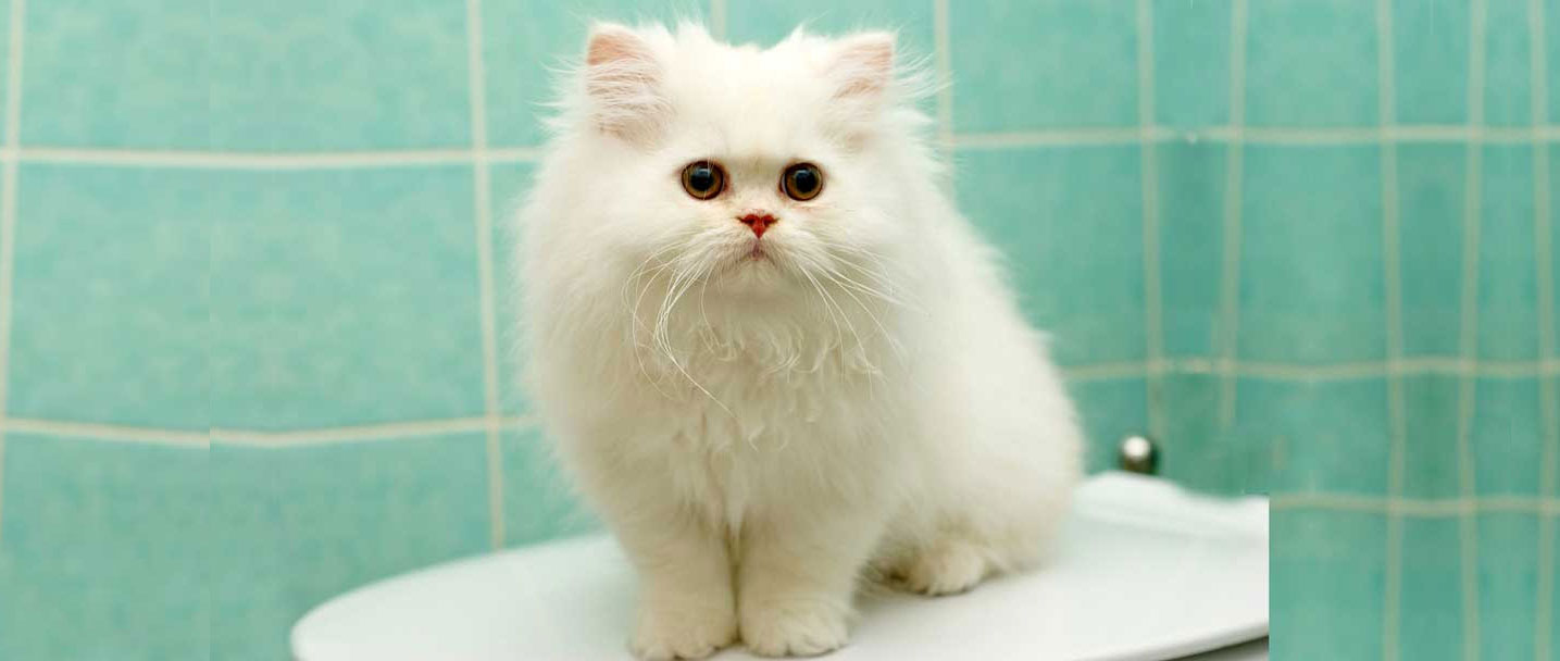 kitten for sale