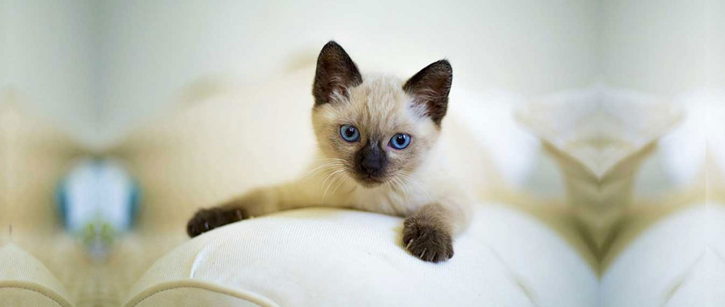Persian Cat for Sale