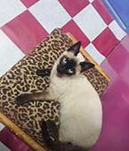 cats for sale