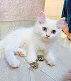 cats for sale
