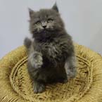 Cats For Sale in Mumbai