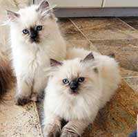 Cats For Sale in Mumbai