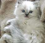 cats for sale