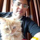 kitten for sale