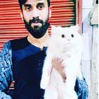 kitten for sale