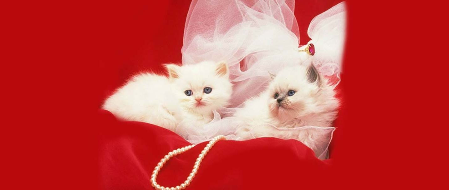 cats for sale