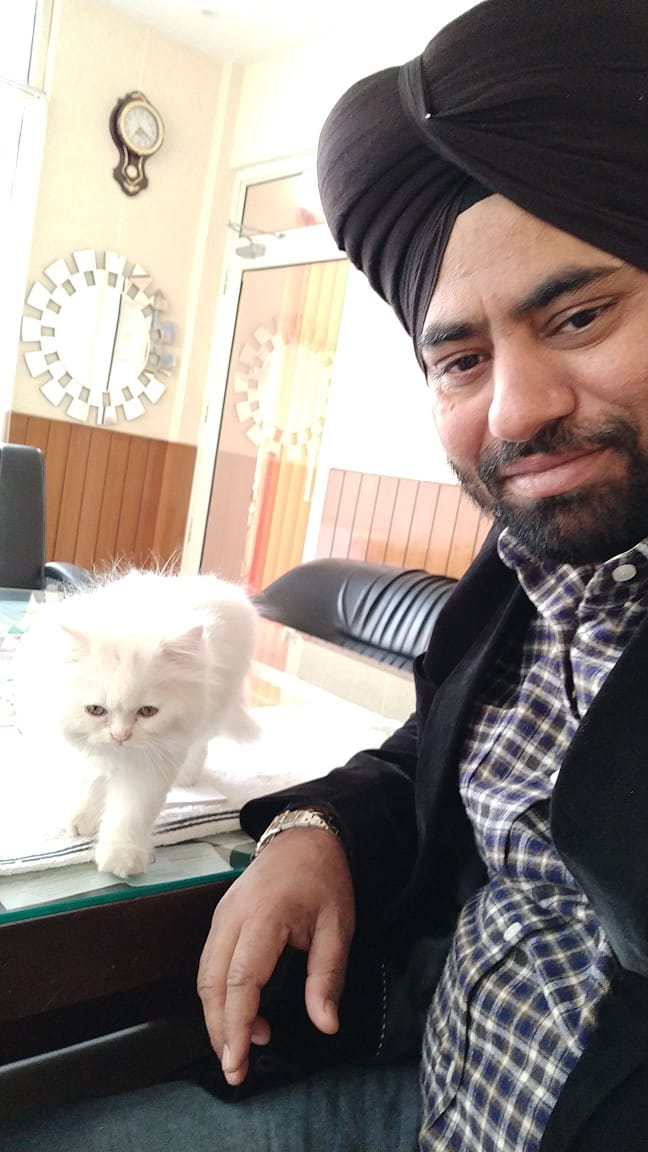 kitten for sale