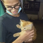 kitten for sale