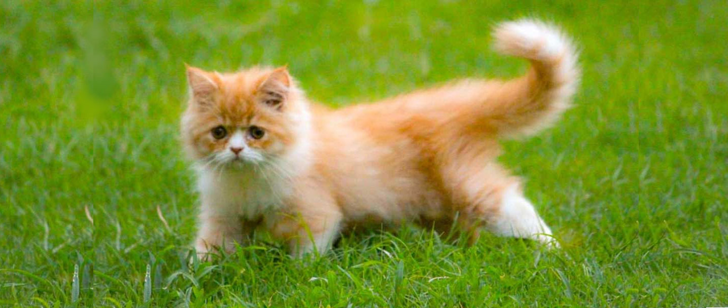 Persian cat for sale in Bangalore
