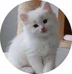 Persian cat for sale in Bangalore