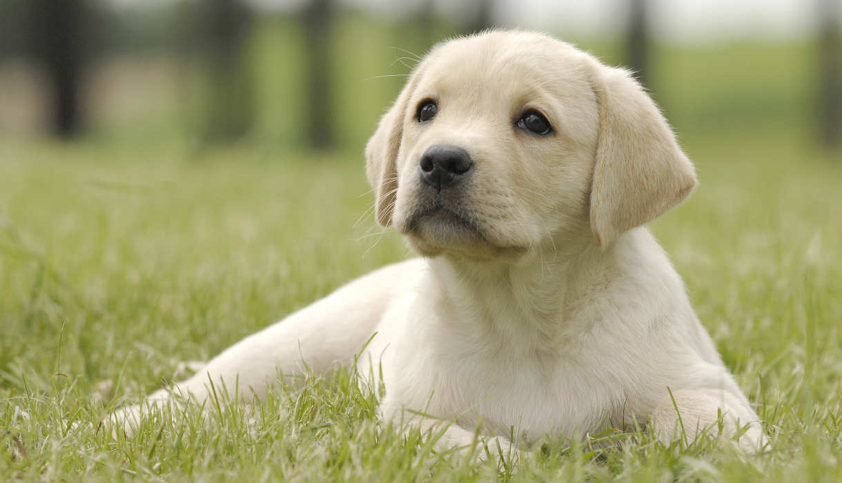 Labrador puppies dog for sale in chandigarh