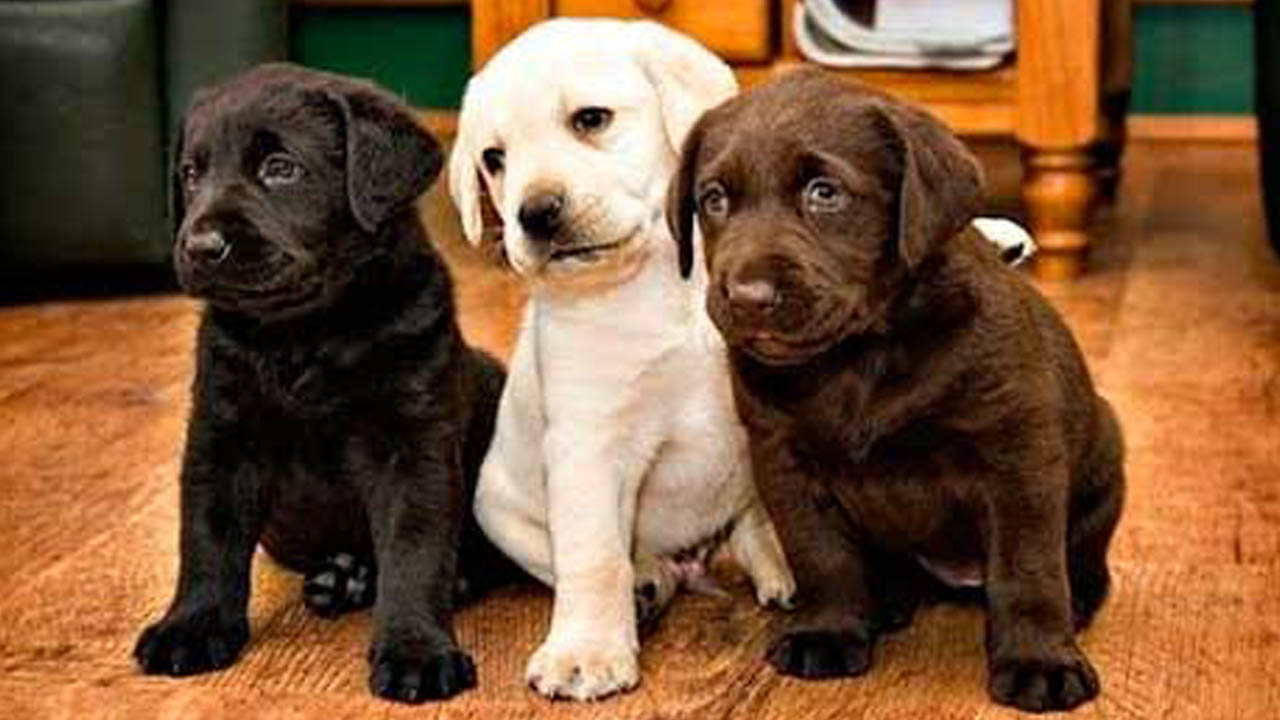 Labrador puppies dog for sale in chandigarh