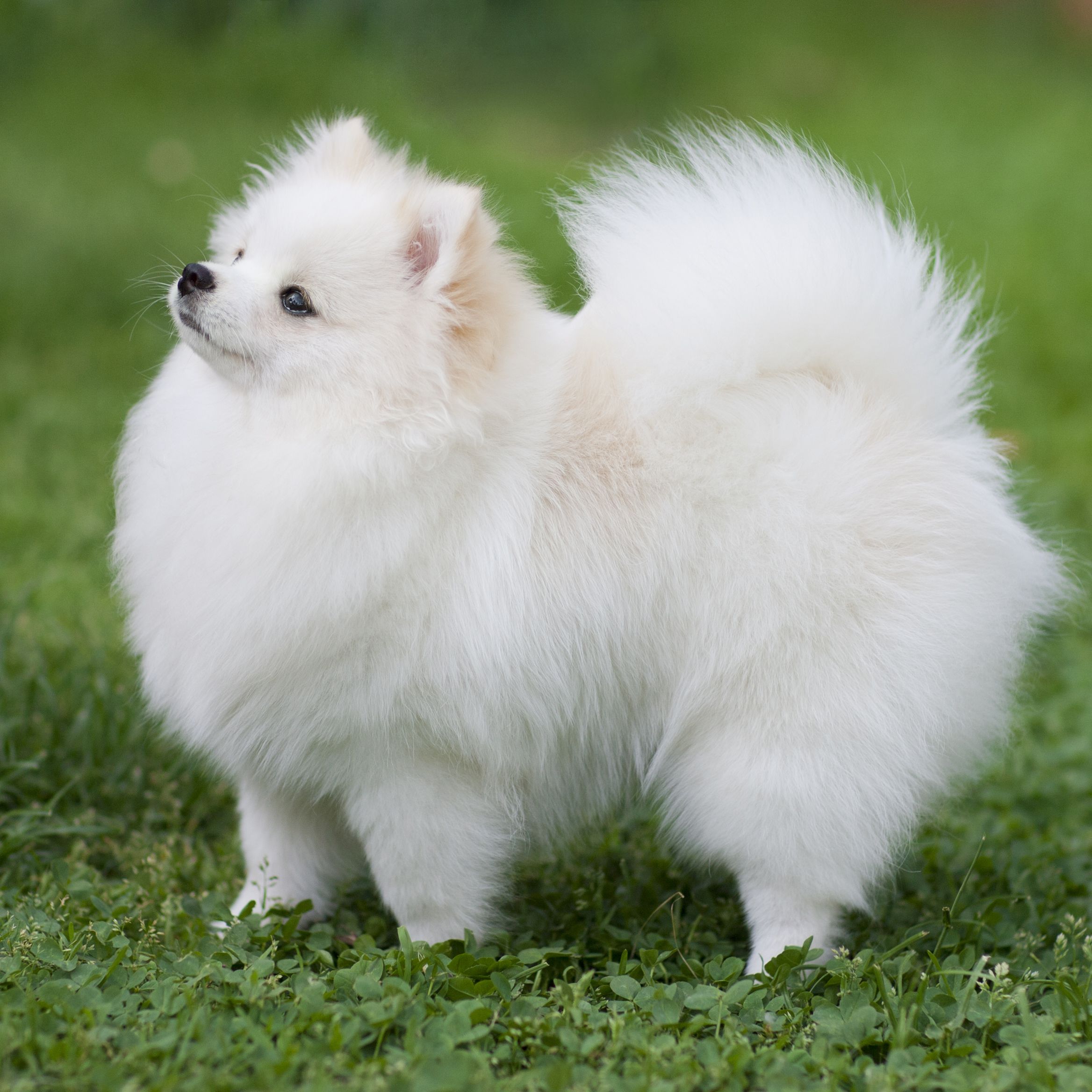 Pomeranian puppies for sale in chandigarh